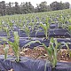 https://www.farmnet.kr/data/file/f_farm/thumb-32907931_CxsujrfW_5de72359c743c371f7565a3a0786fb9c718aa329_80x80.jpg