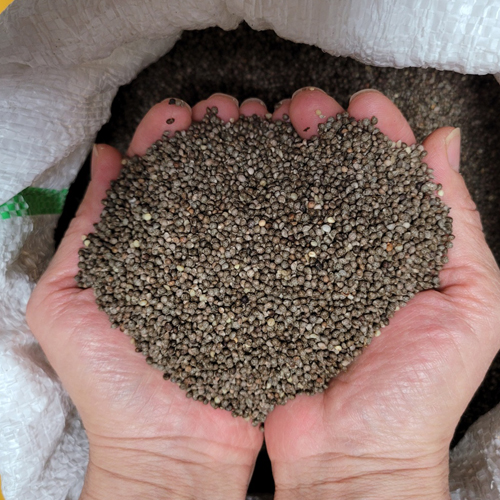 청주시 미원면 2024년 햇 들깨한말( 6kg ) , 토종들깨 ,통들깨,재래종들깨